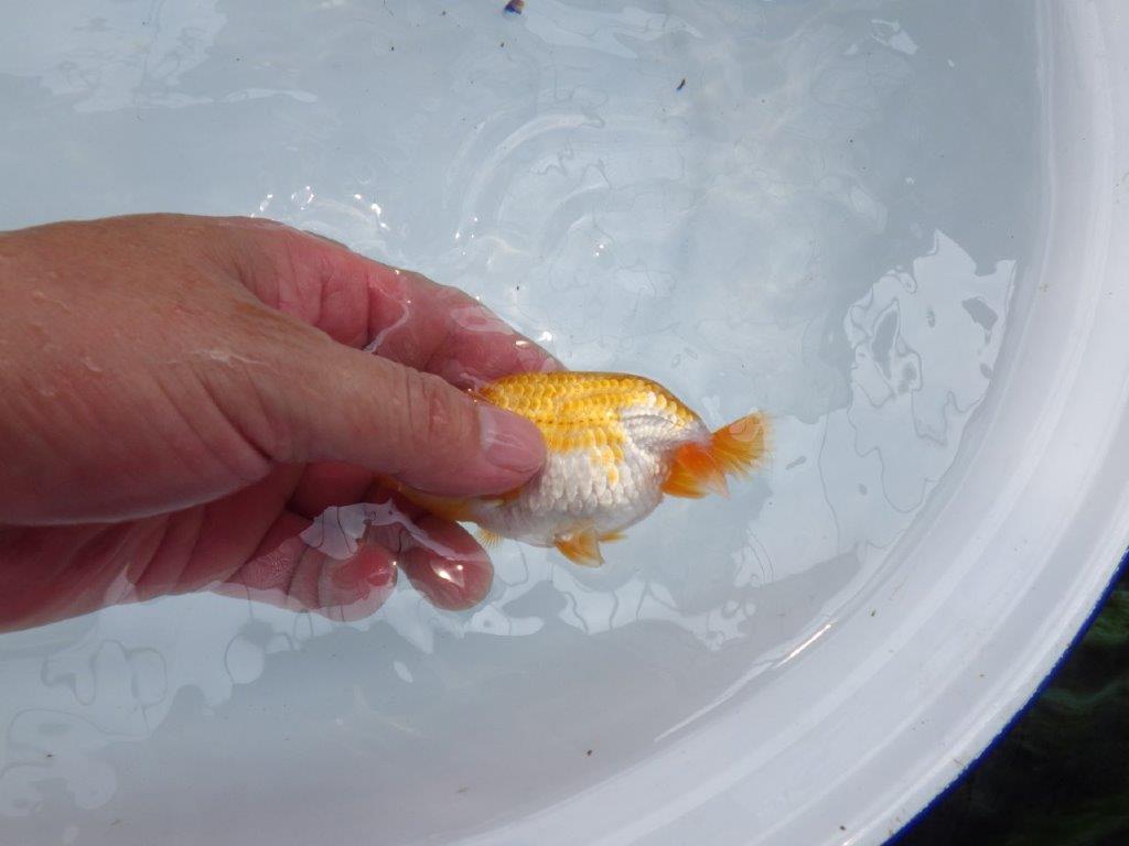 【名古屋金魚愛好会 研究会】残念賞B当歳らんちゅう約10,5㎝