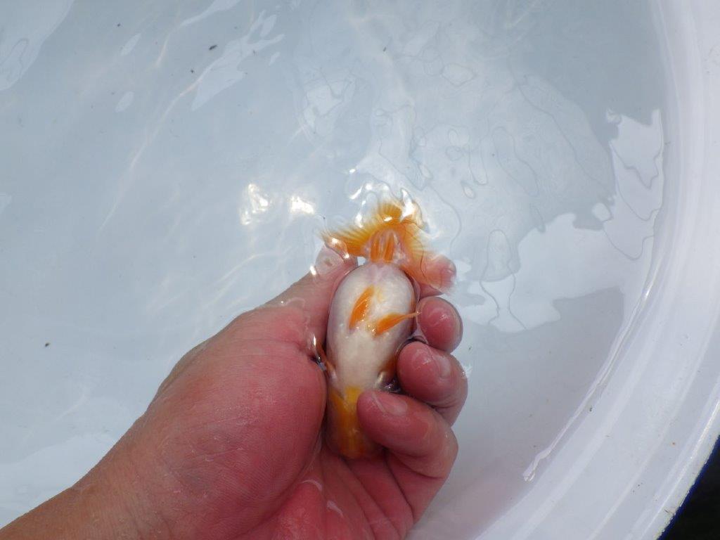【名古屋金魚愛好会 研究会】残念賞B当歳らんちゅう約10,5㎝