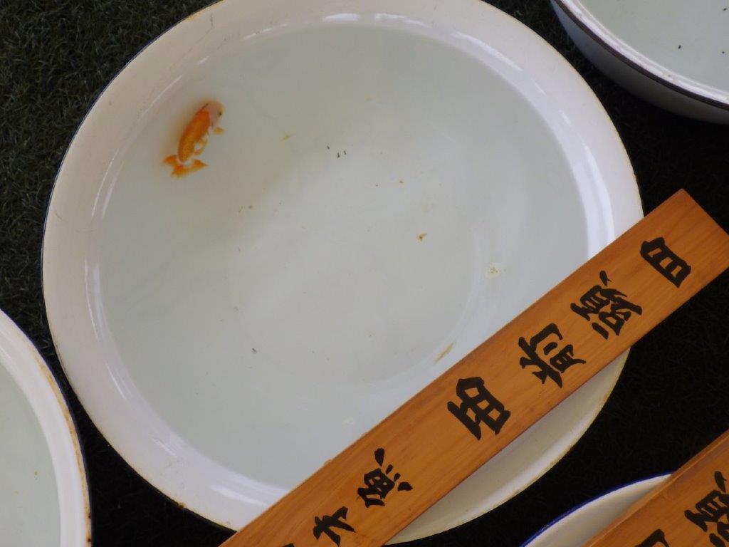 【名古屋金魚愛好会　研究会】 西前頭四　当歳らんちゅう約10,5㎝