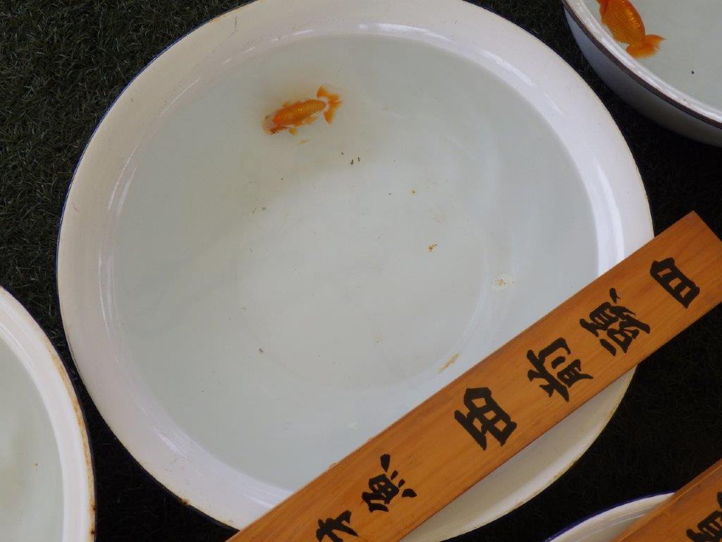 【名古屋金魚愛好会　研究会】 西前頭四　当歳らんちゅう約10,5㎝