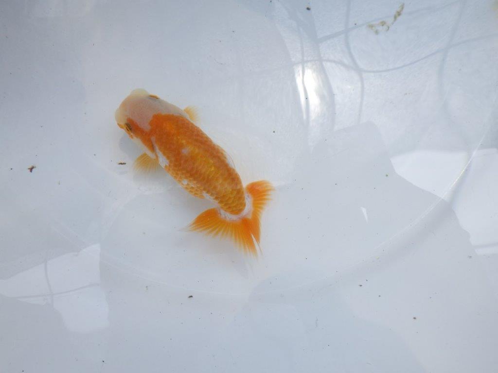 【名古屋金魚愛好会　研究会】 西前頭四　当歳らんちゅう約10,5㎝
