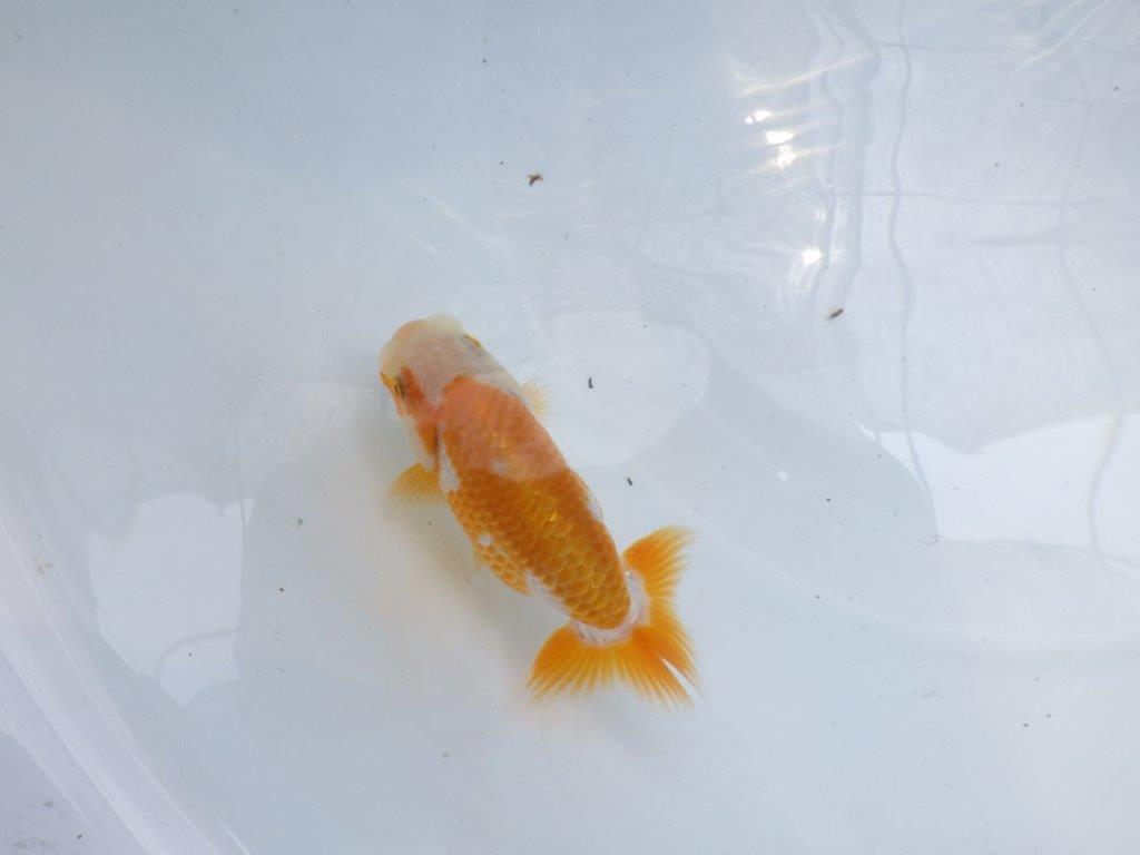 【名古屋金魚愛好会　研究会】 西前頭四　当歳らんちゅう約10,5㎝