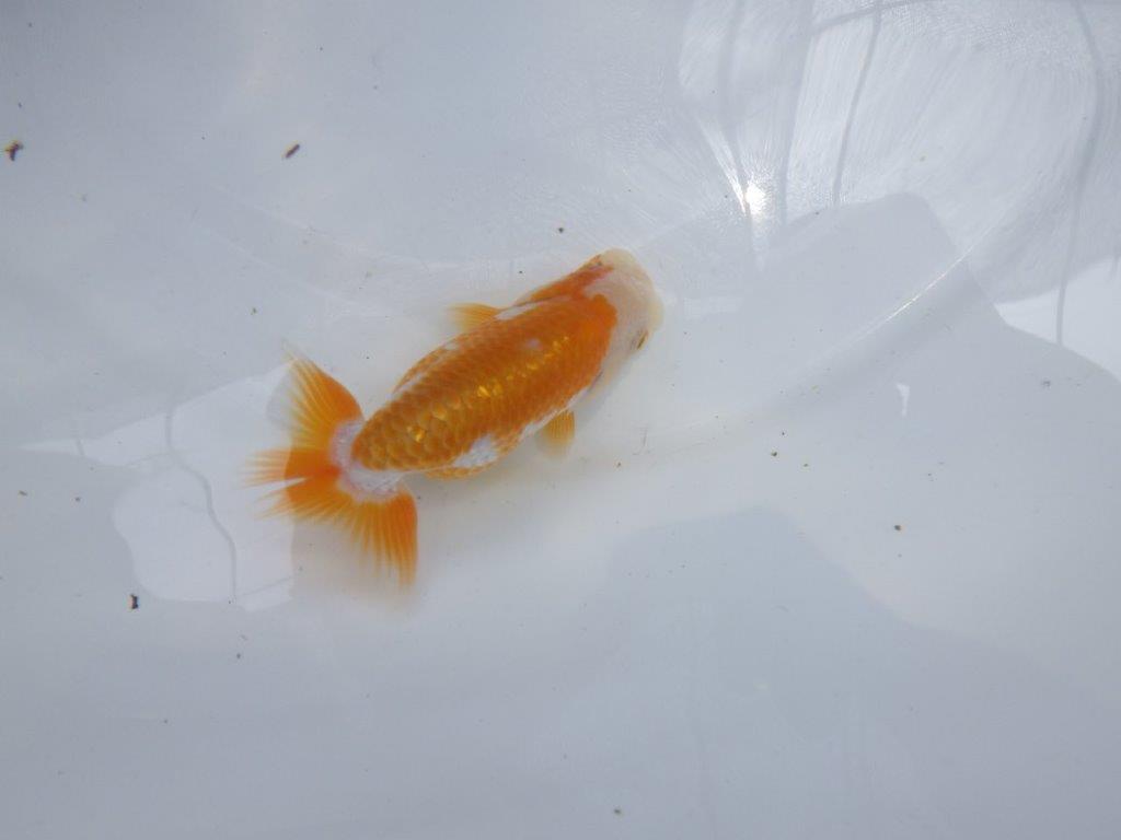【名古屋金魚愛好会　研究会】 西前頭四　当歳らんちゅう約10,5㎝