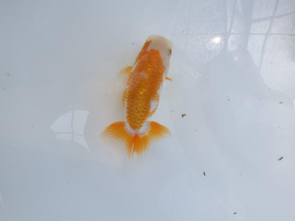 【名古屋金魚愛好会　研究会】 西前頭四　当歳らんちゅう約10,5㎝