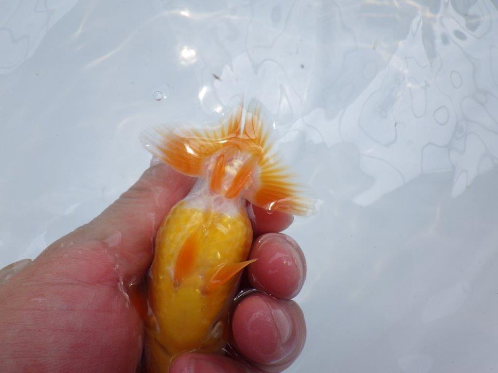 【名古屋金魚愛好会　研究会】 西前頭四　当歳らんちゅう約10,5㎝