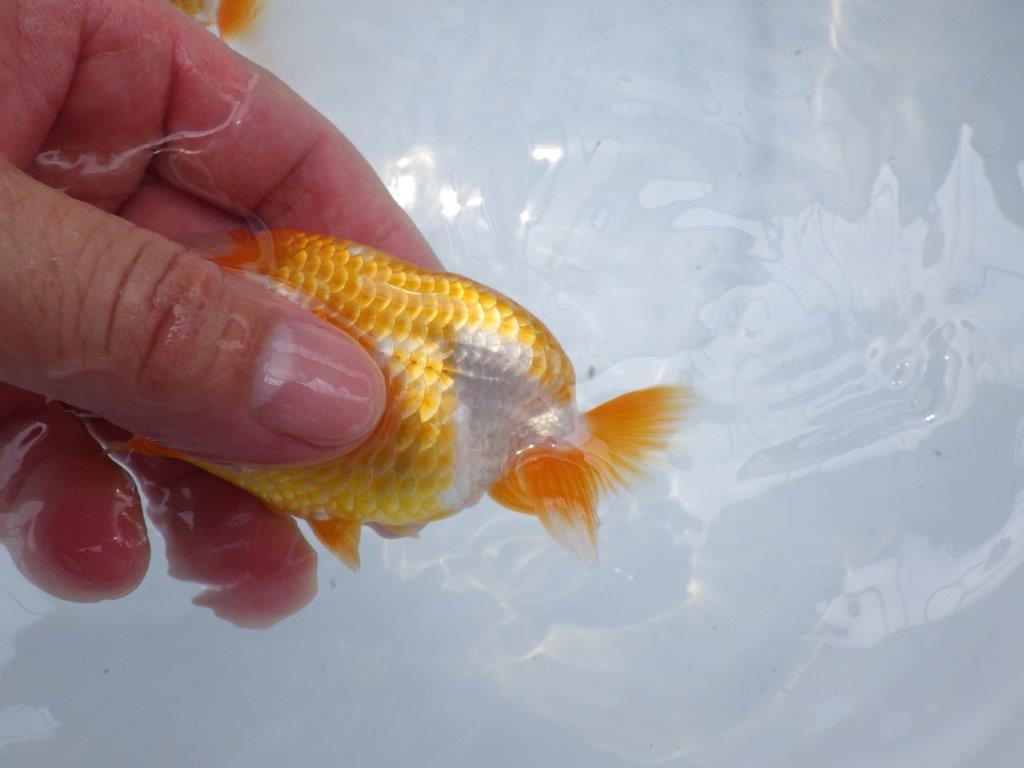 【名古屋金魚愛好会　研究会】 西前頭四　当歳らんちゅう約10,5㎝