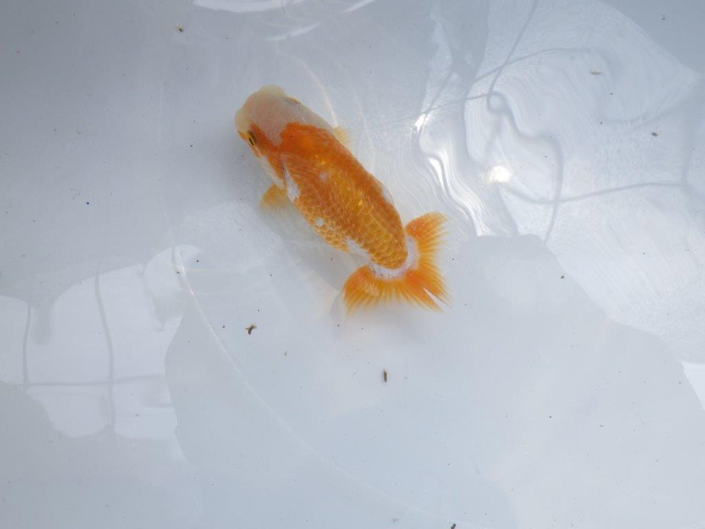 【名古屋金魚愛好会　研究会】 西前頭四　当歳らんちゅう約10,5㎝