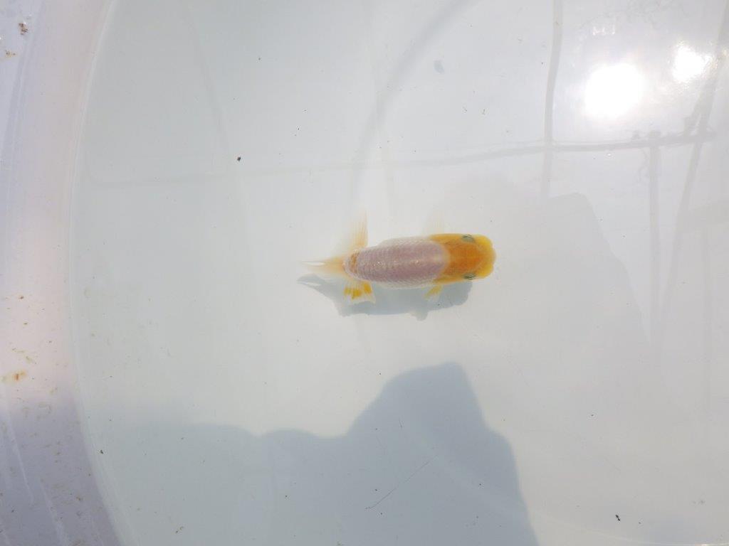 【名古屋金魚愛好会 研究会】 行司一 当歳らんちゅう約9㎝