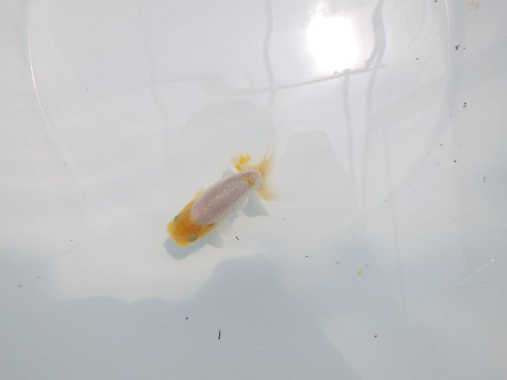 【名古屋金魚愛好会 研究会】 行司一 当歳らんちゅう約9㎝