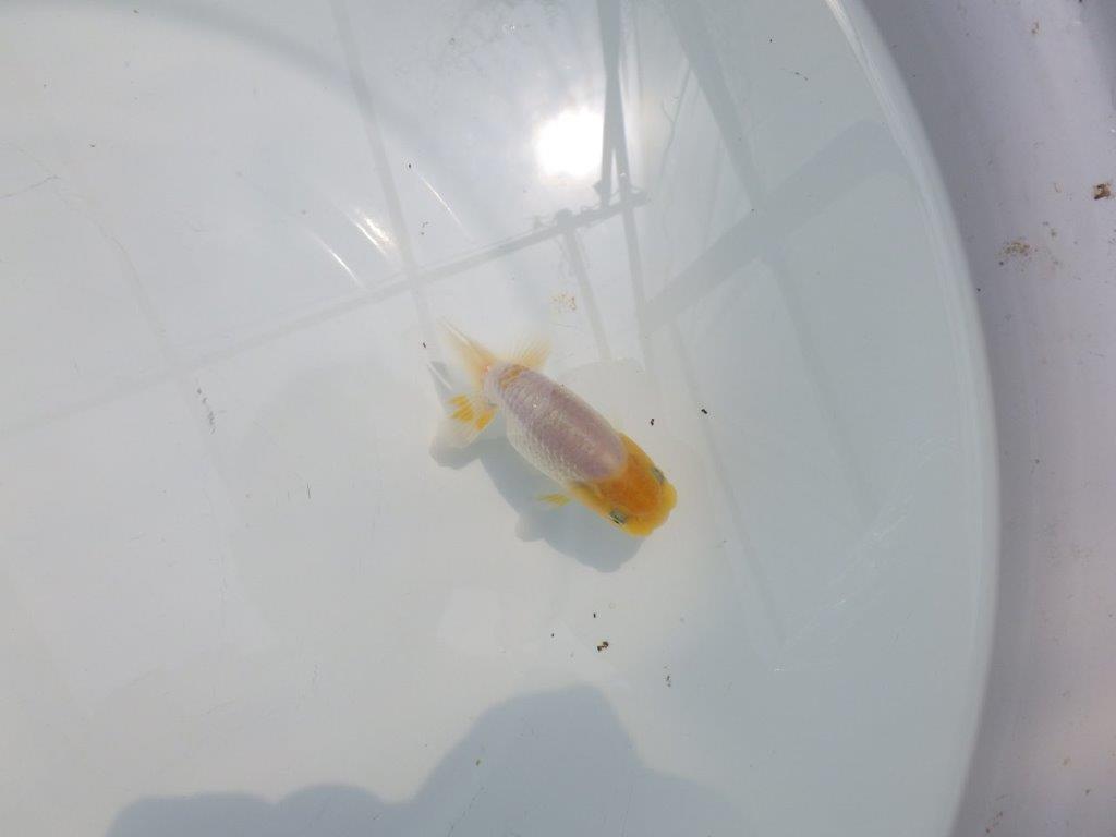【名古屋金魚愛好会 研究会】 行司一 当歳らんちゅう約9㎝