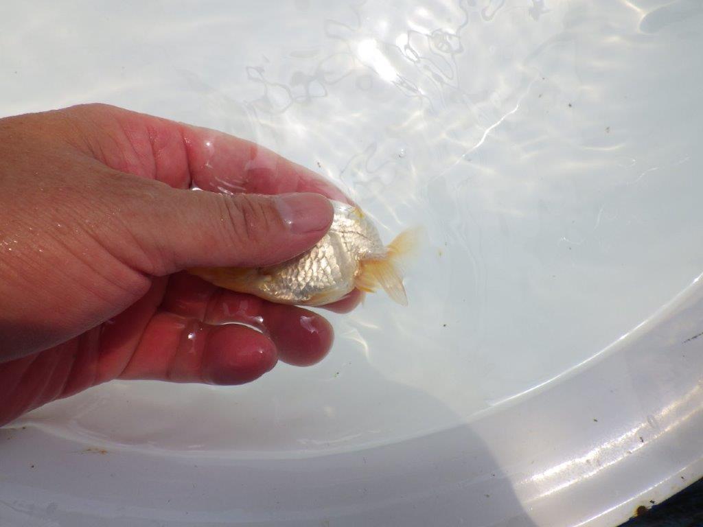 【名古屋金魚愛好会 研究会】 行司一 当歳らんちゅう約9㎝