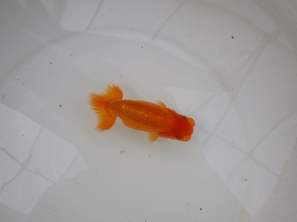 【名古屋金魚愛好会 研究会】 西前頭五 当歳らんちゅう約11㎝