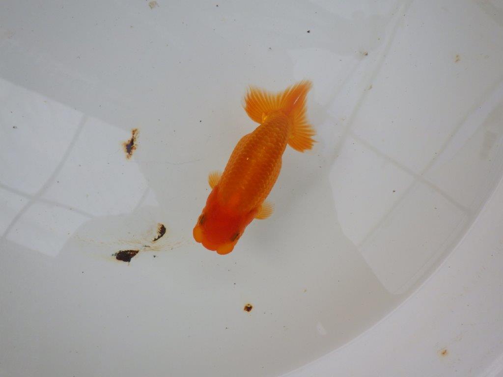 【名古屋金魚愛好会 研究会】 西前頭五 当歳らんちゅう約11㎝