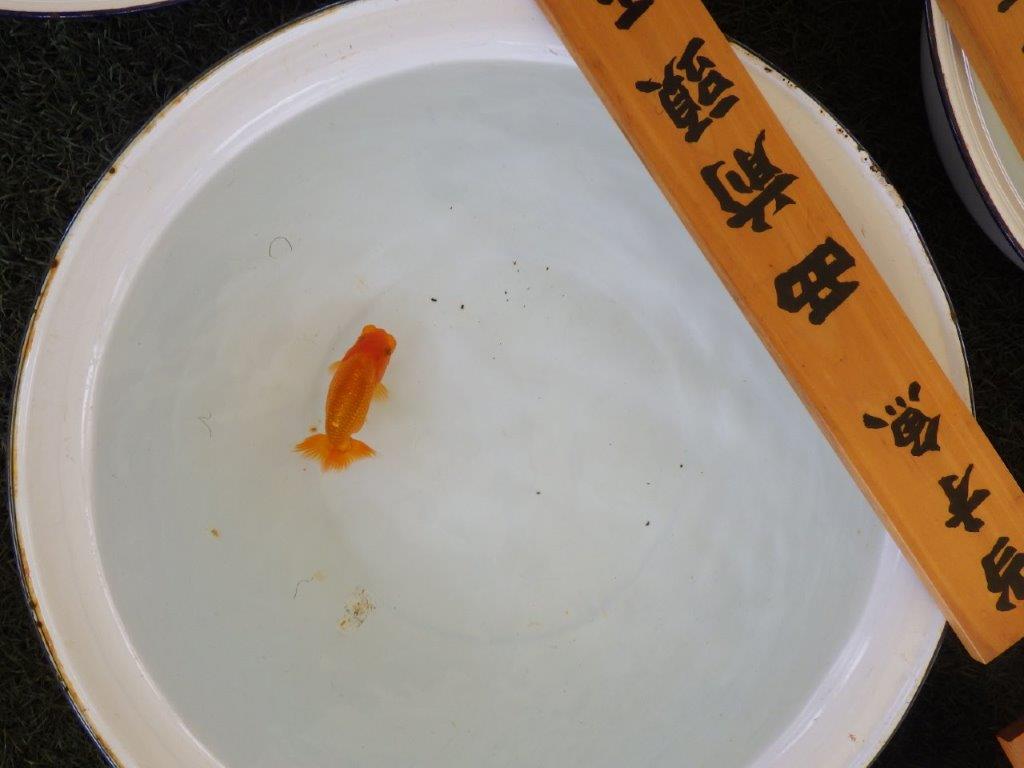 【名古屋金魚愛好会 研究会】 西前頭五 当歳らんちゅう約11㎝