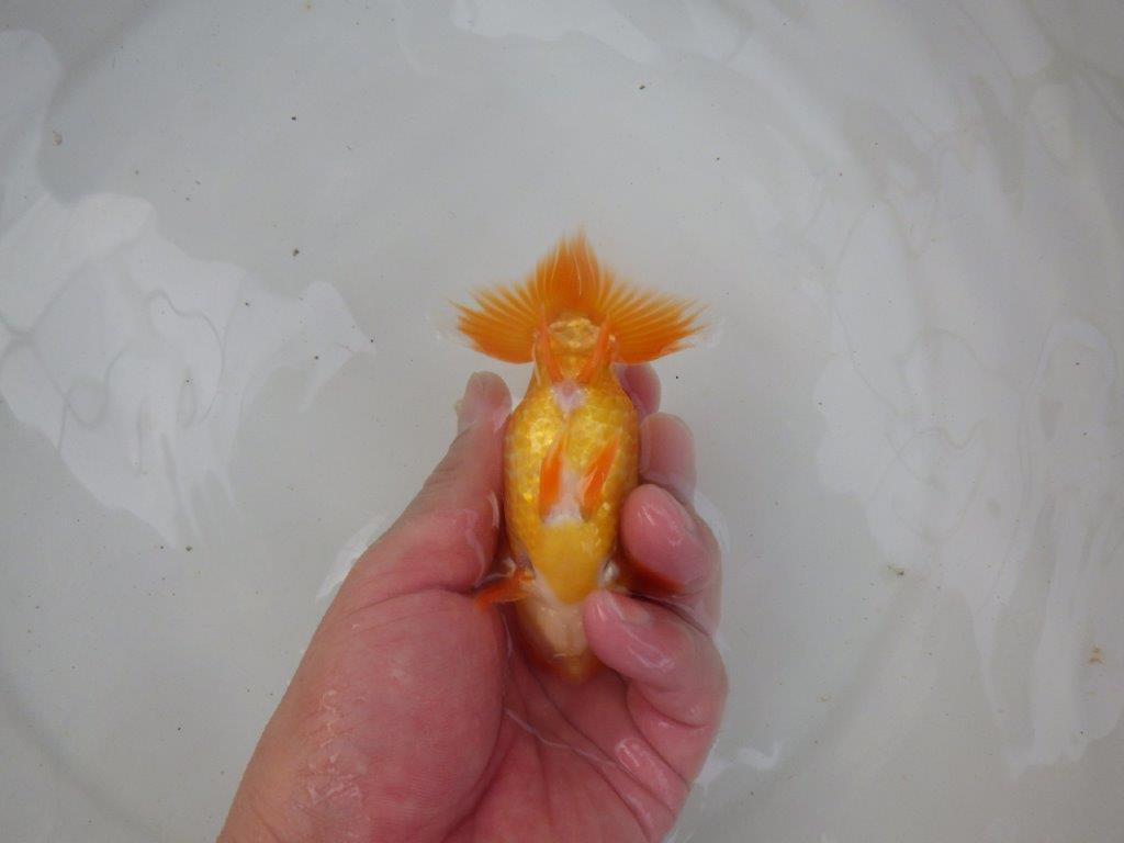 【名古屋金魚愛好会 研究会】 西前頭五 当歳らんちゅう約11㎝