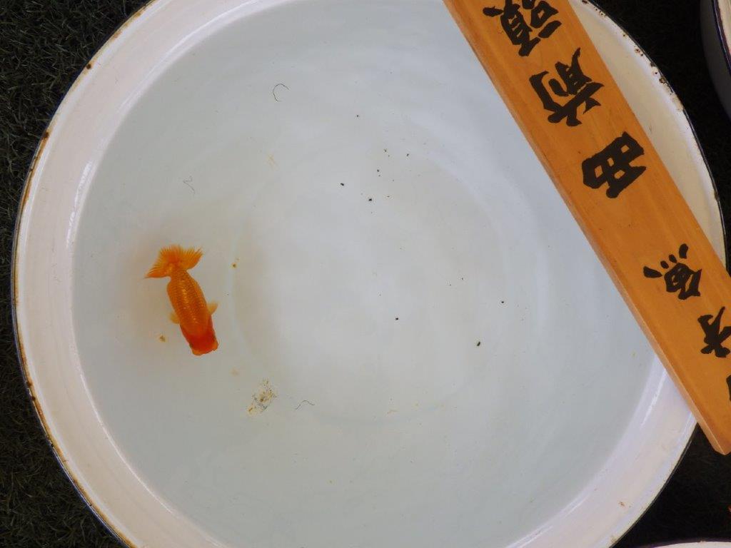 【名古屋金魚愛好会 研究会】 西前頭五 当歳らんちゅう約11㎝