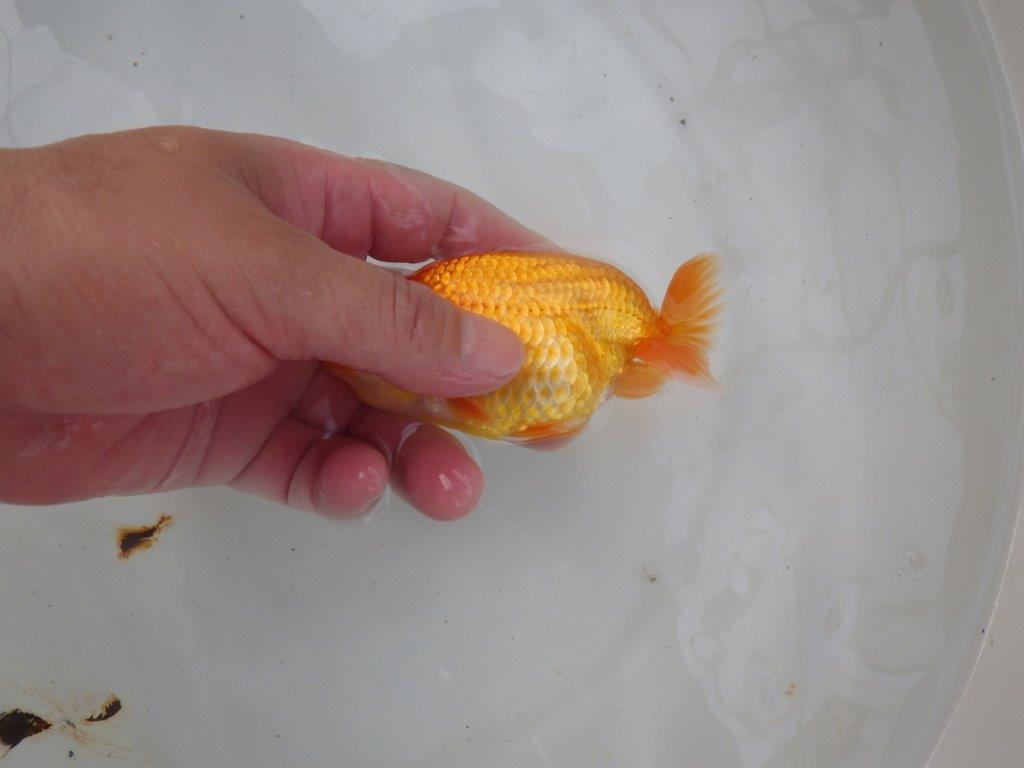 【名古屋金魚愛好会 研究会】 西前頭五 当歳らんちゅう約11㎝
