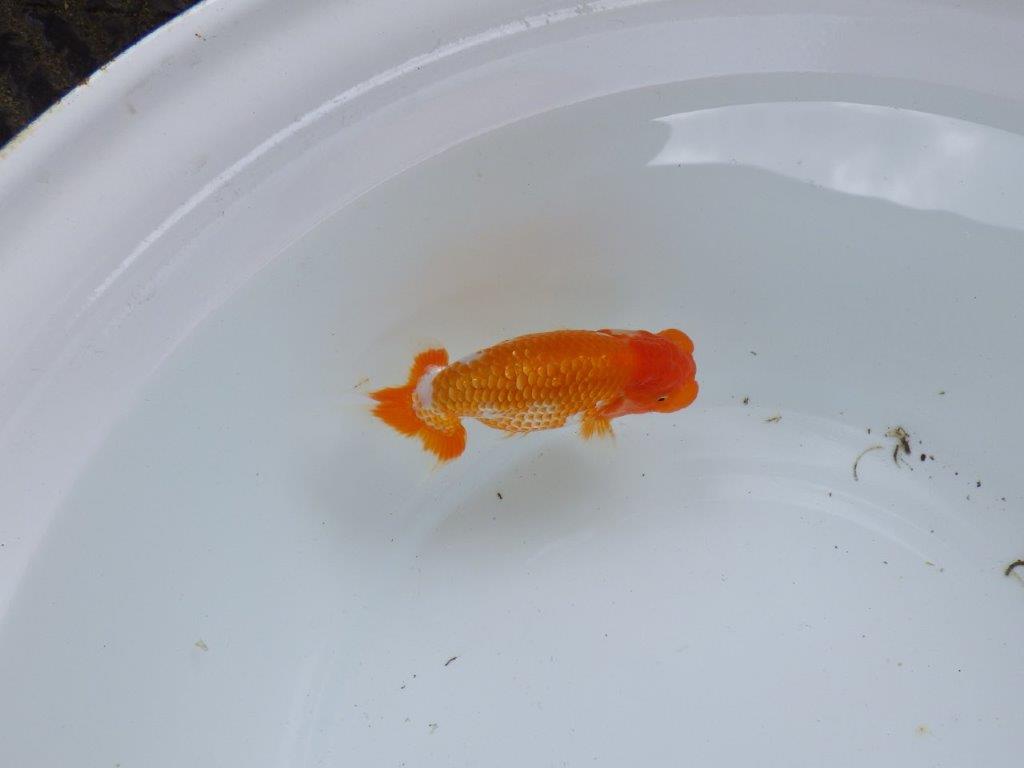 【尾張優魚会・文化連合会合同　研究会 】西関脇（７席）入賞魚　約12㎝