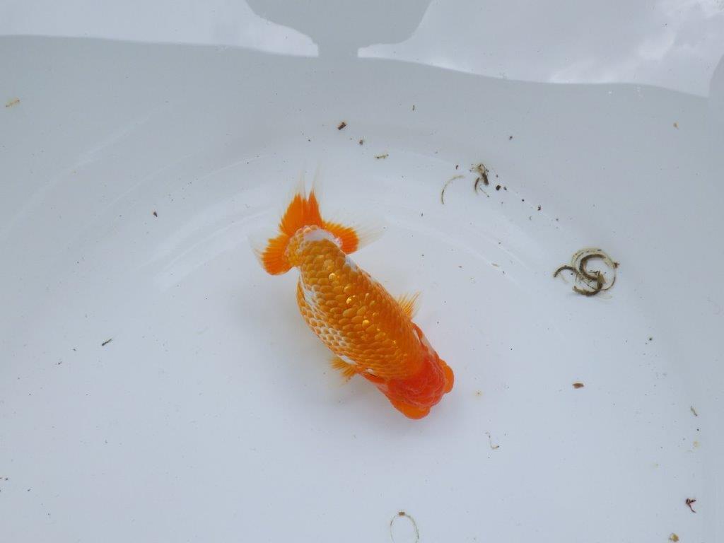 【尾張優魚会・文化連合会合同　研究会 】西関脇（７席）入賞魚　約12㎝