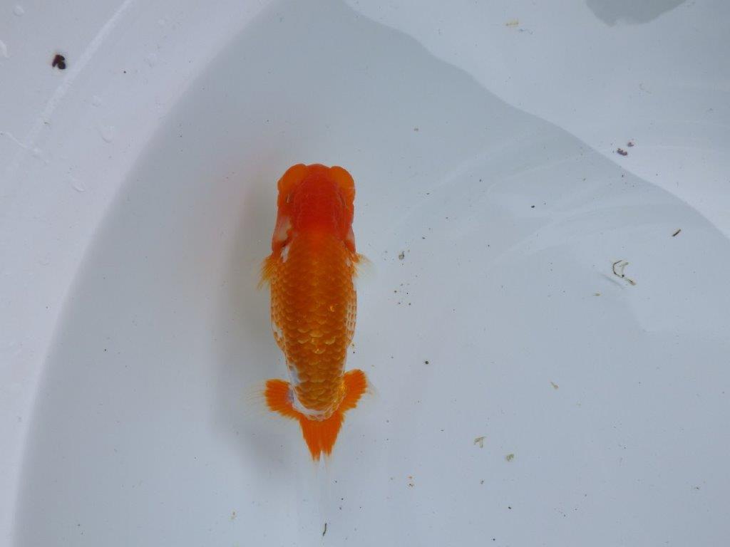 【尾張優魚会・文化連合会合同　研究会 】西関脇（７席）入賞魚　約12㎝