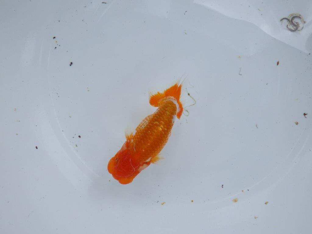 【尾張優魚会・文化連合会合同　研究会 】西関脇（７席）入賞魚　約12㎝