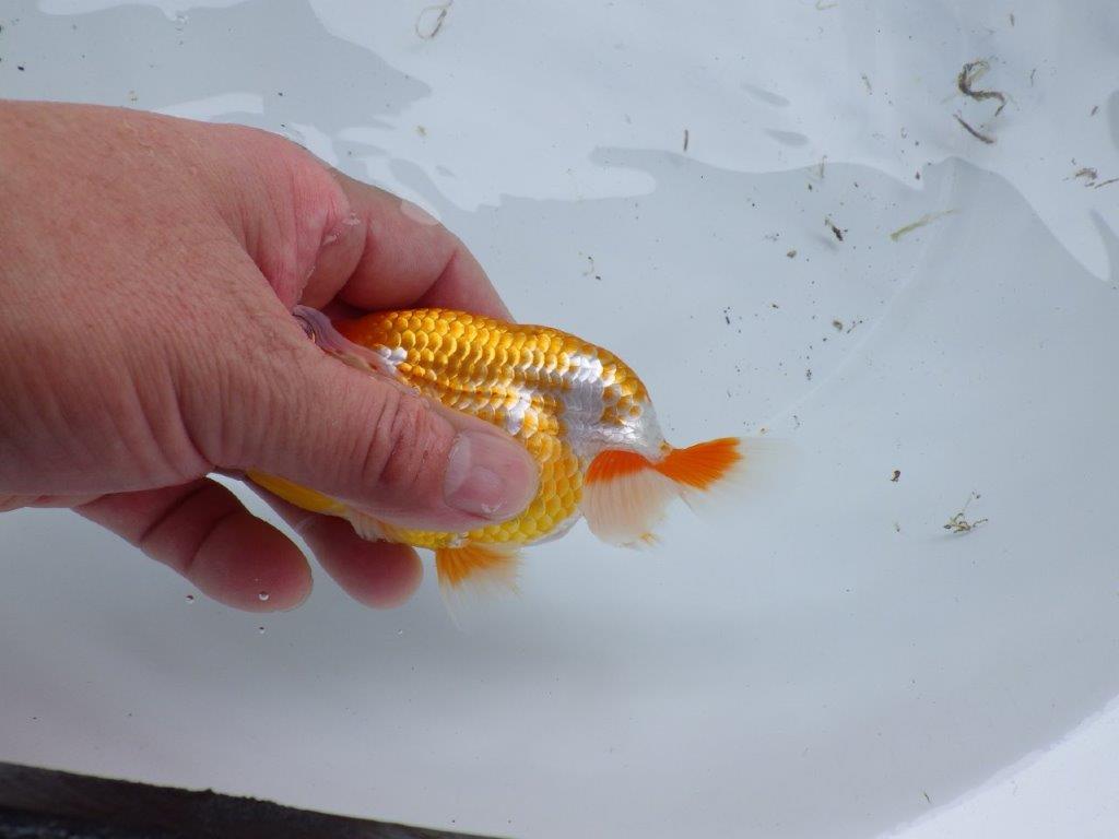 【尾張優魚会・文化連合会合同　研究会 】西関脇（７席）入賞魚　約12㎝