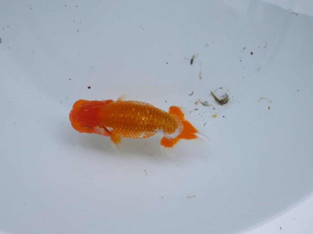【尾張優魚会・文化連合会合同　研究会 】西関脇（７席）入賞魚　約12㎝