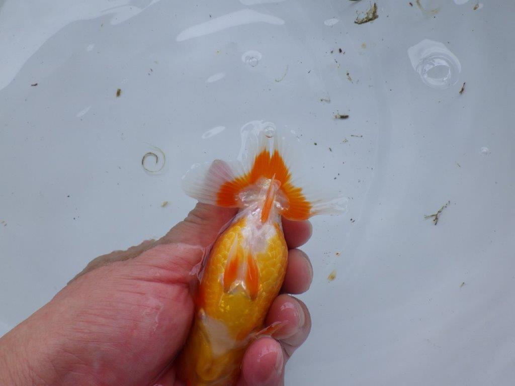 【尾張優魚会・文化連合会合同　研究会 】西関脇（７席）入賞魚　約12㎝