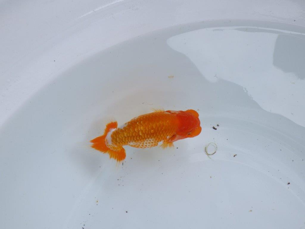 【尾張優魚会・文化連合会合同　研究会 】西関脇（７席）入賞魚　約12㎝