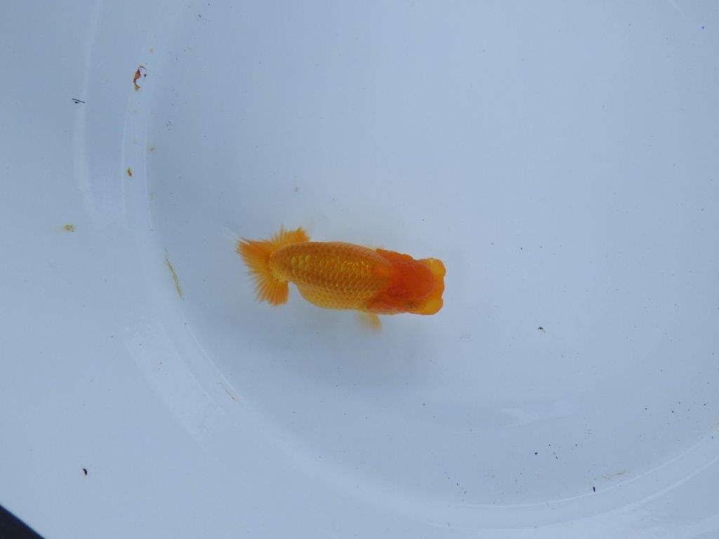 【尾張優魚会・文化連合会合同　研究会 】取締一（4席）入賞魚　約7㎝