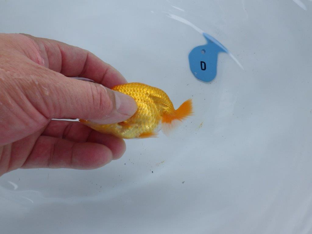 【尾張優魚会・文化連合会合同　研究会 】取締一（4席）入賞魚　約7㎝