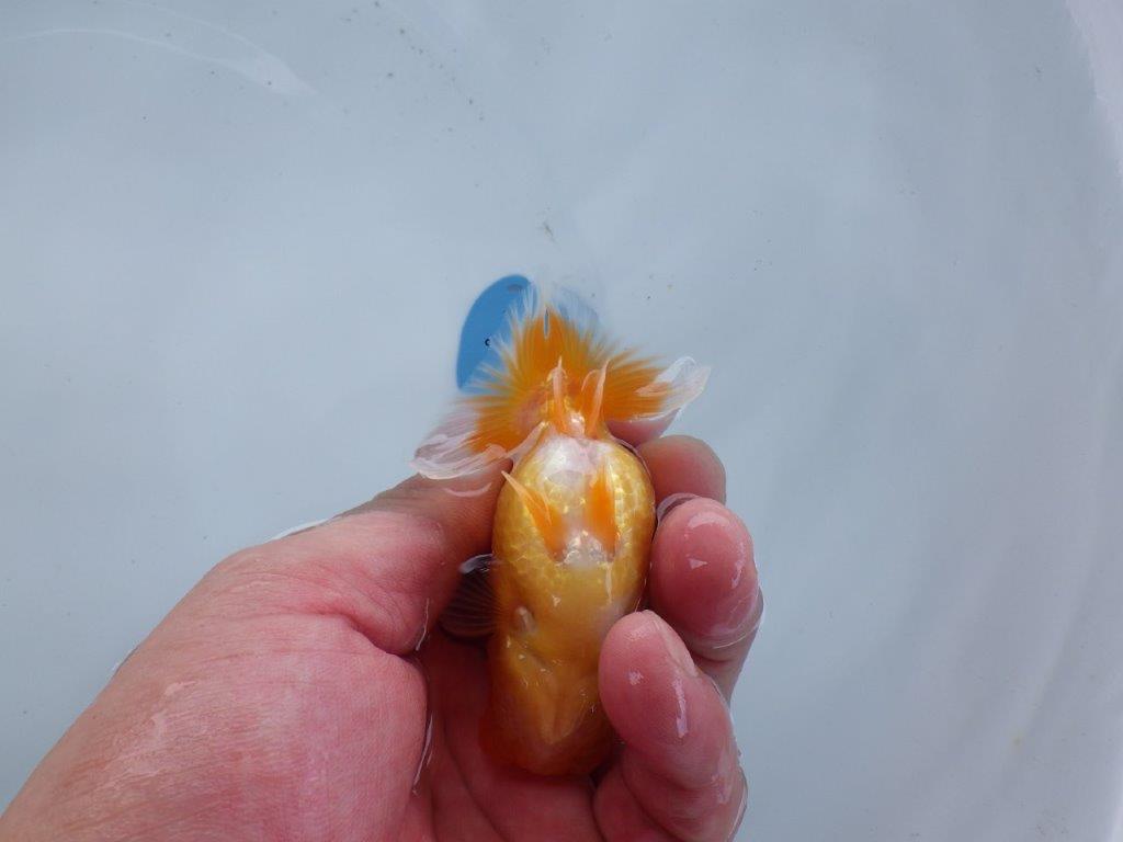 【尾張優魚会・文化連合会合同　研究会 】取締一（4席）入賞魚　約7㎝