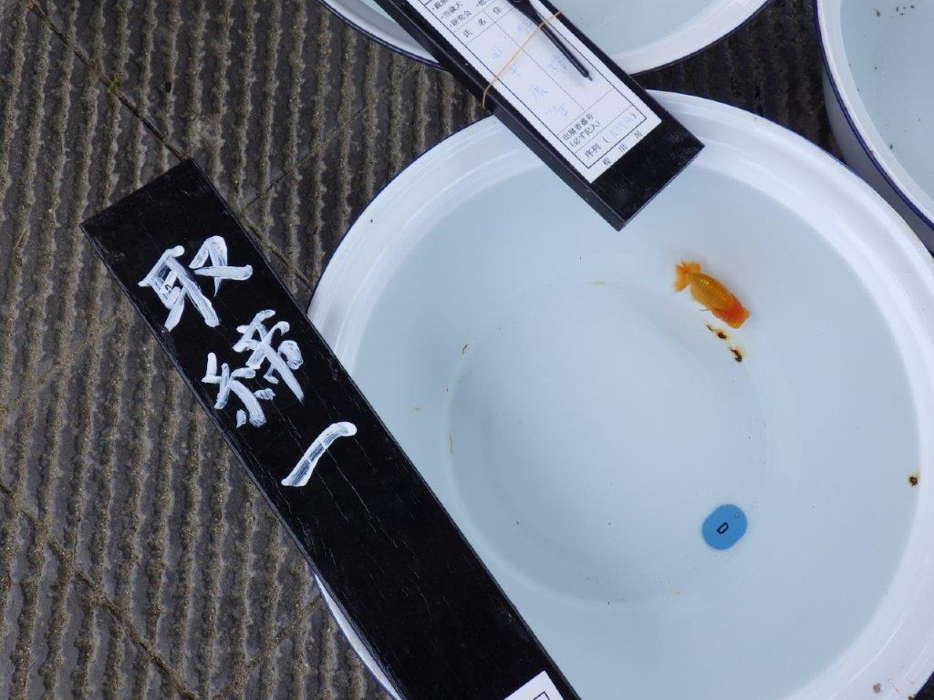 【尾張優魚会・文化連合会合同　研究会 】取締一（4席）入賞魚　約7㎝