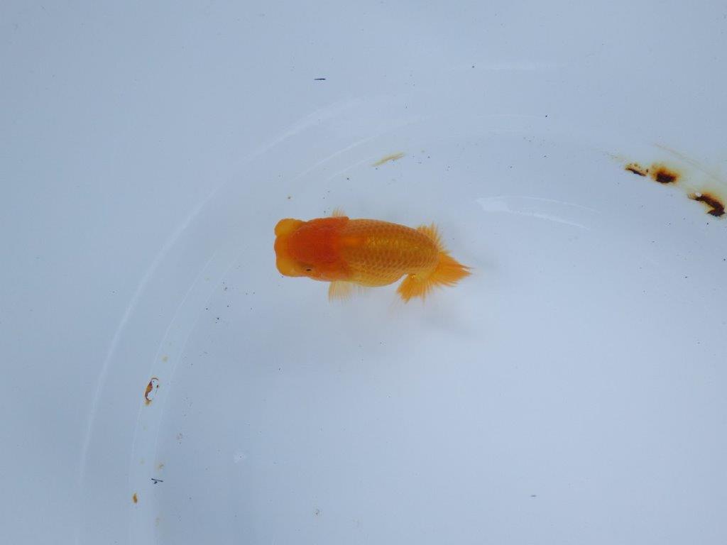 【尾張優魚会・文化連合会合同　研究会 】取締一（4席）入賞魚　約7㎝