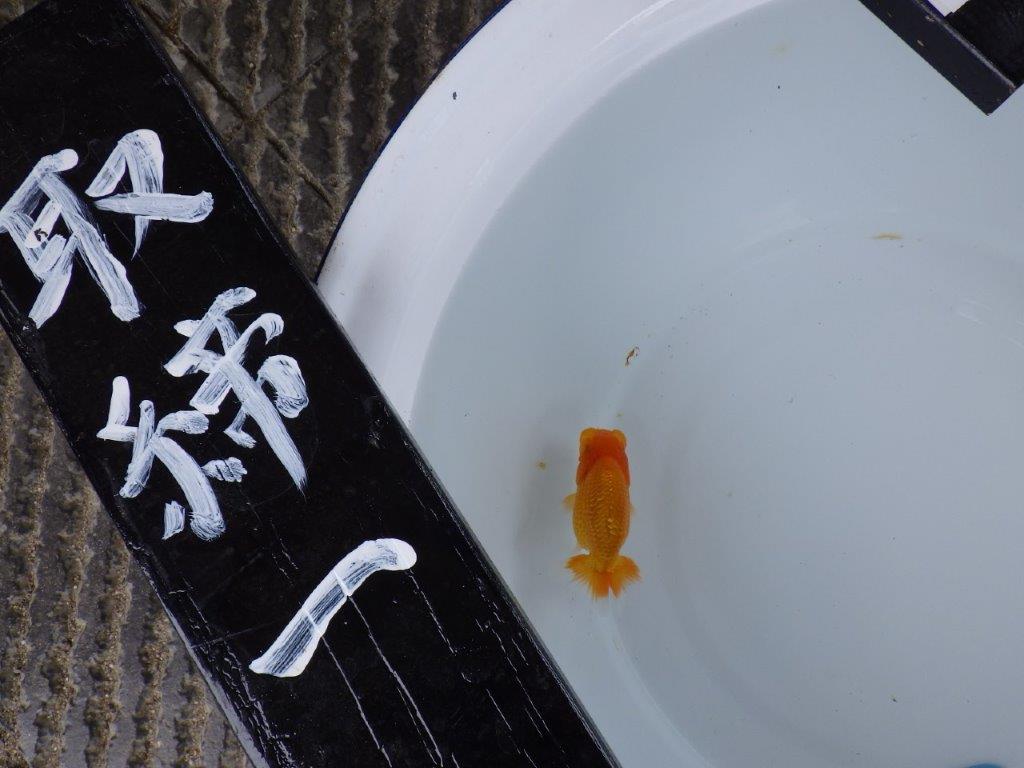 【尾張優魚会・文化連合会合同　研究会 】取締一（4席）入賞魚　約7㎝