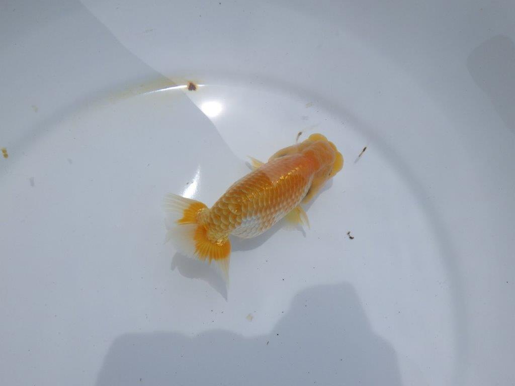 【尾張優魚会・文化連合会合同　研究会 】残念賞　出品魚C　約11,5㎝