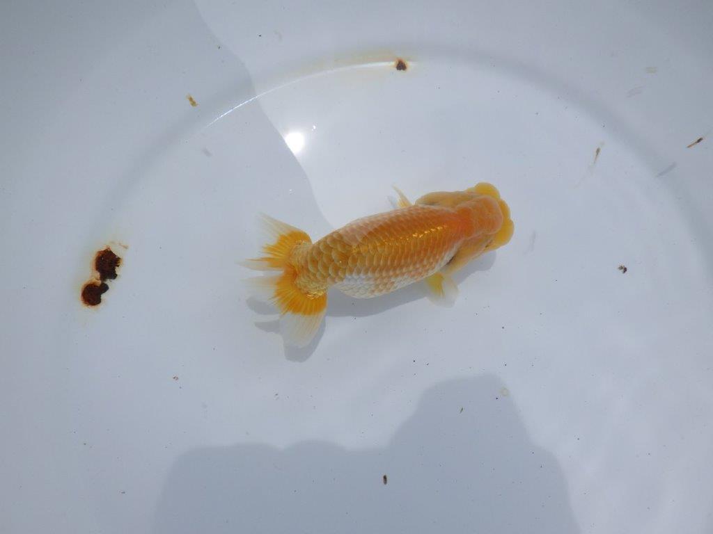 【尾張優魚会・文化連合会合同　研究会 】残念賞　出品魚C　約11,5㎝