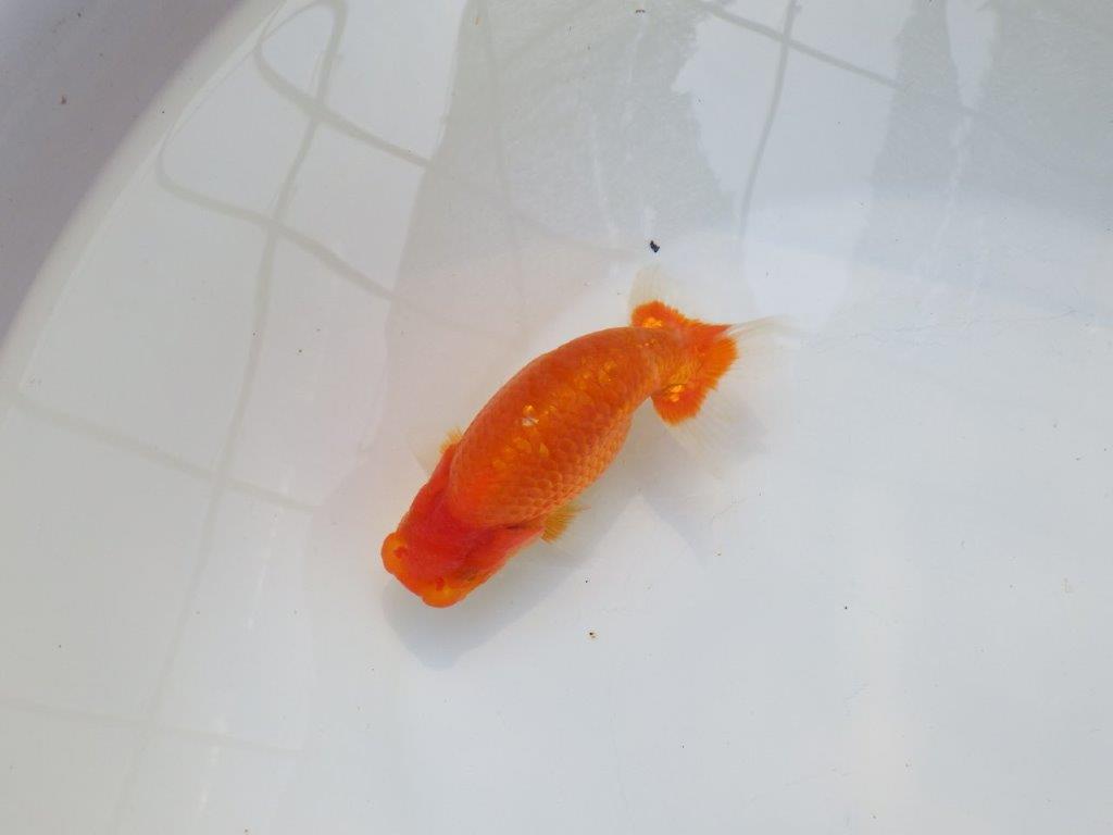 【愛知M 様作当歳らんちゅう 】おとなしい印象のらんちゅう　約13.5㎝