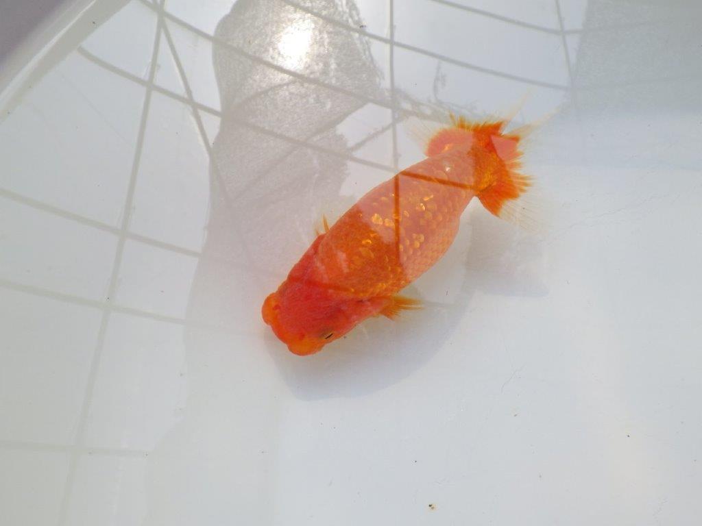 【愛知M 様作当歳らんちゅう 】尾に厚みがあり魅力的な尾のらんちゅう　約13,5㎝の上身