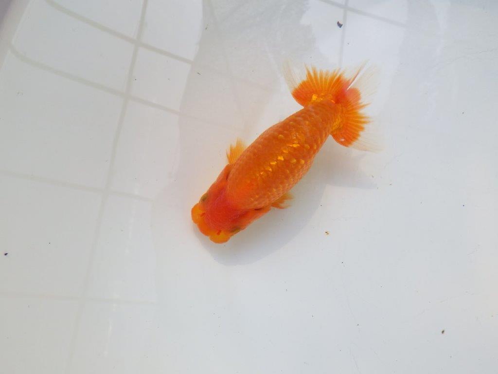 【愛知M 様作当歳らんちゅう 】成長次第で楽しめるらんちゅう　約12,5㎝