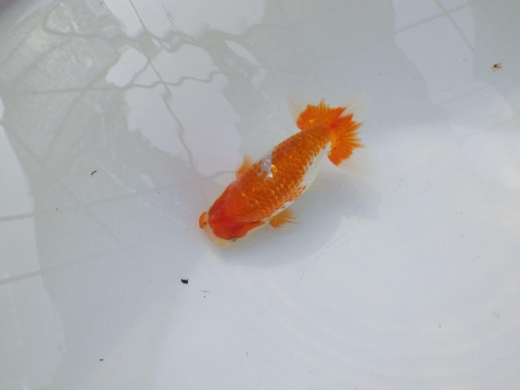 【愛知M 様作当歳らんちゅう 】雰囲気抜群！飼い込みお勧めらんちゅう　約11㎝