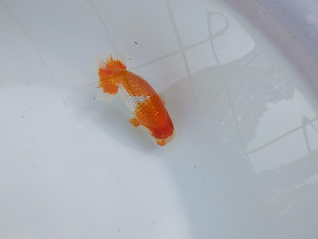 【愛知M 様作当歳らんちゅう 】雰囲気抜群！飼い込みお勧めらんちゅう　約11㎝