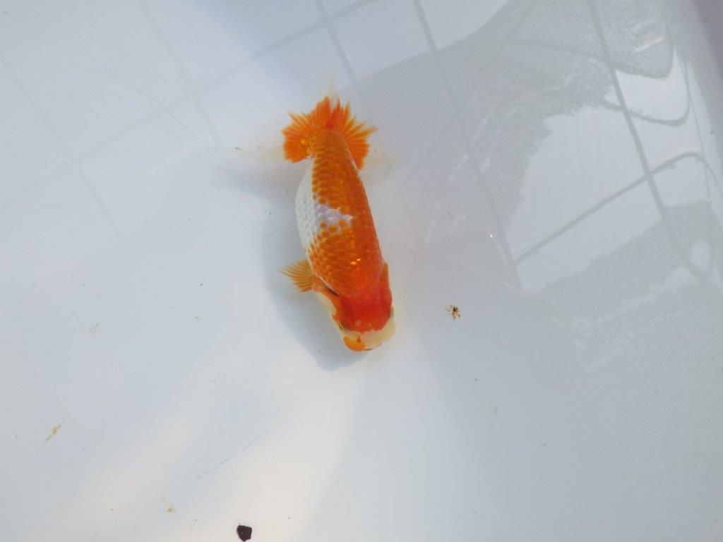 【愛知M 様作当歳らんちゅう 】雰囲気抜群！飼い込みお勧めらんちゅう　約11㎝