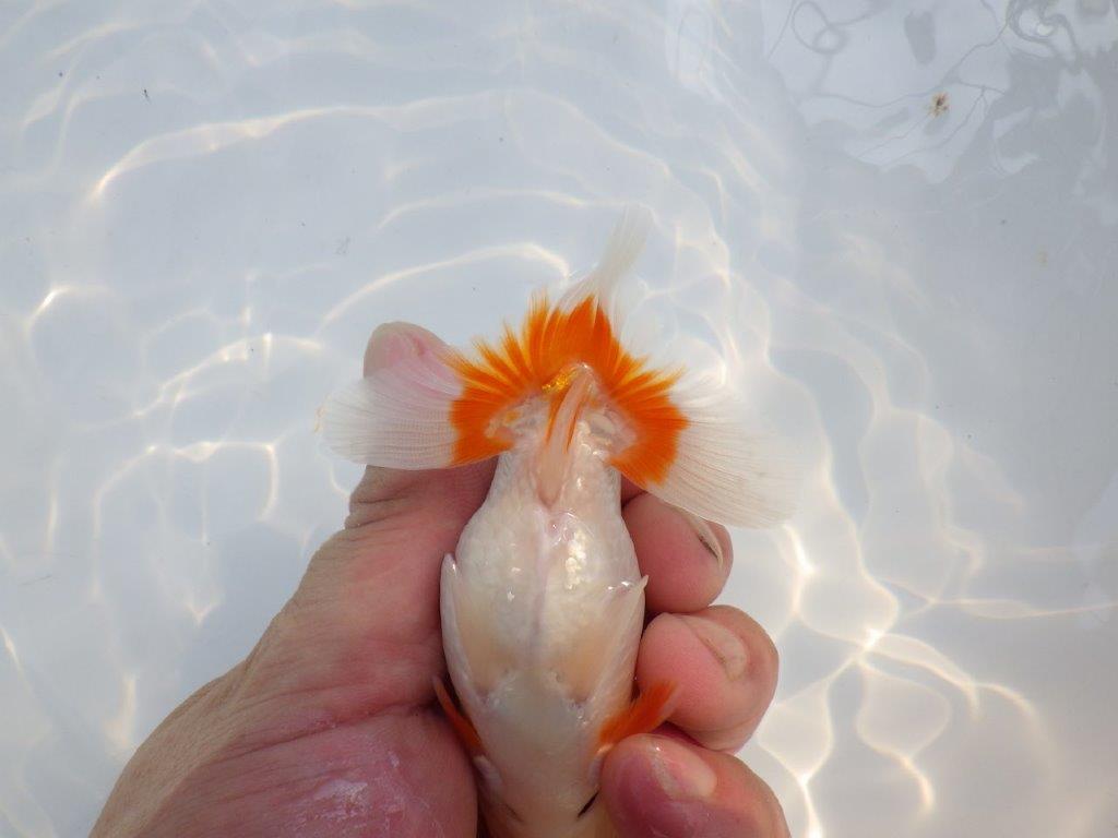 【愛知M 様作当歳らんちゅう 】雰囲気抜群！飼い込みお勧めらんちゅう　約11㎝