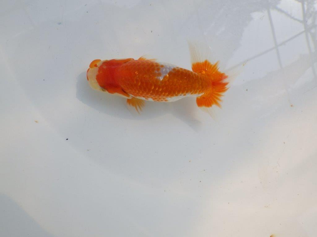 【愛知M 様作当歳らんちゅう 】雰囲気抜群！飼い込みお勧めらんちゅう　約11㎝の上身