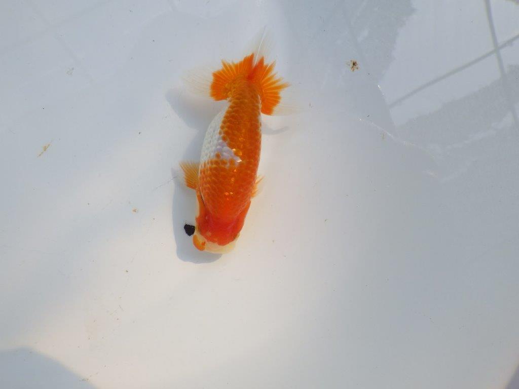【愛知M 様作当歳らんちゅう 】雰囲気抜群！飼い込みお勧めらんちゅう　約11㎝