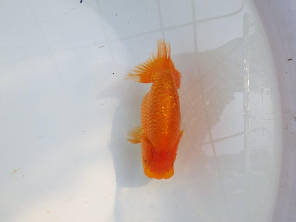 【愛知M 様作当歳らんちゅう 】二歳、親が勝負！飼い込みお勧めらんちゅう　約14㎝