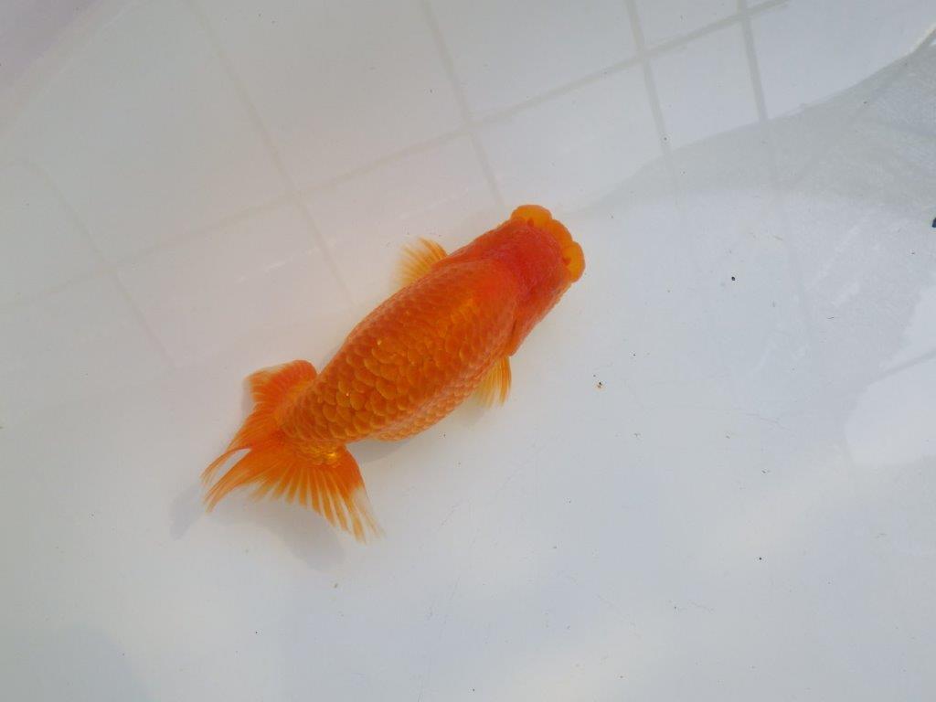 【愛知M 様作当歳らんちゅう 】二歳、親が勝負！飼い込みお勧めらんちゅう　約14㎝
