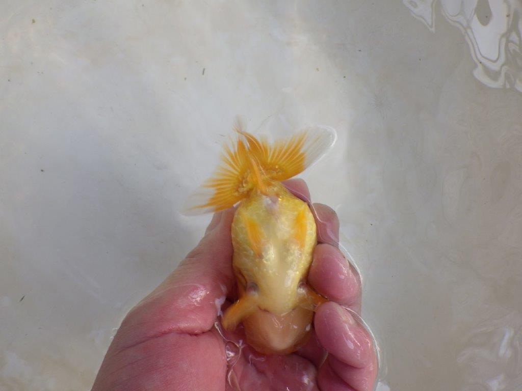 【岐阜フンタンブリーダー 】大窓柄の愛嬌ある可愛いらんちゅう　約11㎝