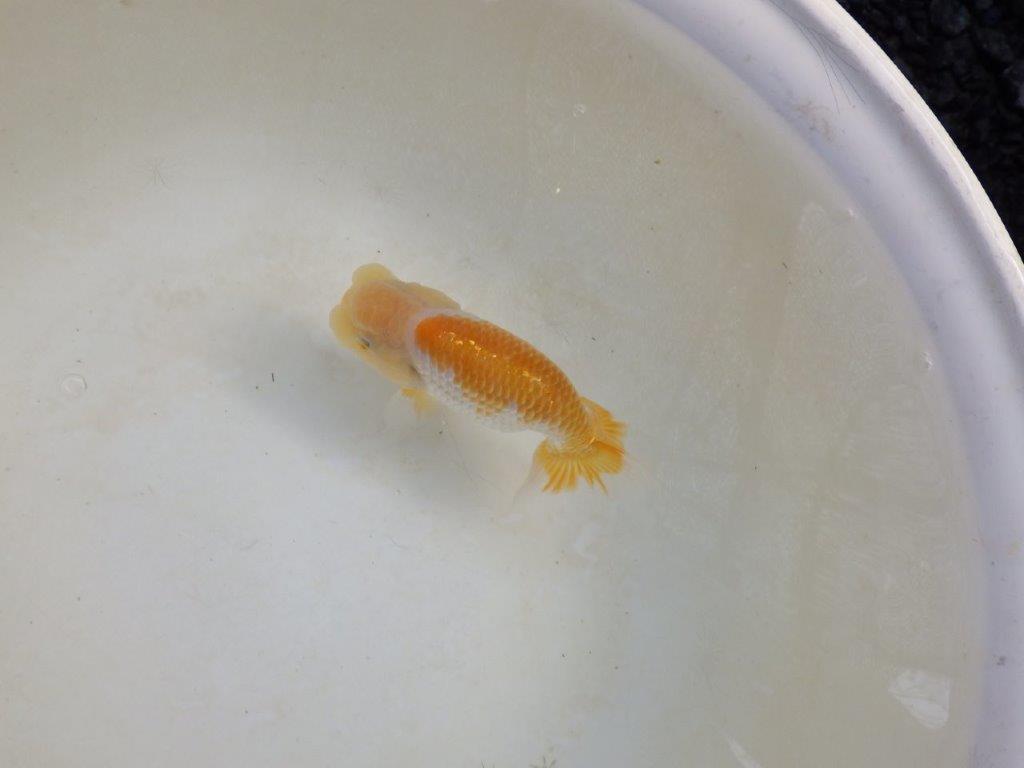 【岐阜フンタンブリーダー 】頭の雰囲気が良くご鑑賞お勧めのらんちゅう　約12㎝